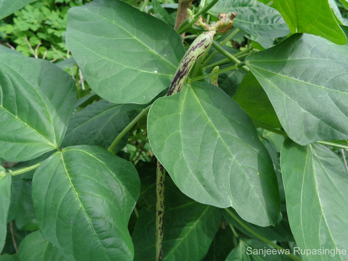 Vigna unguiculata (L.) Walp.